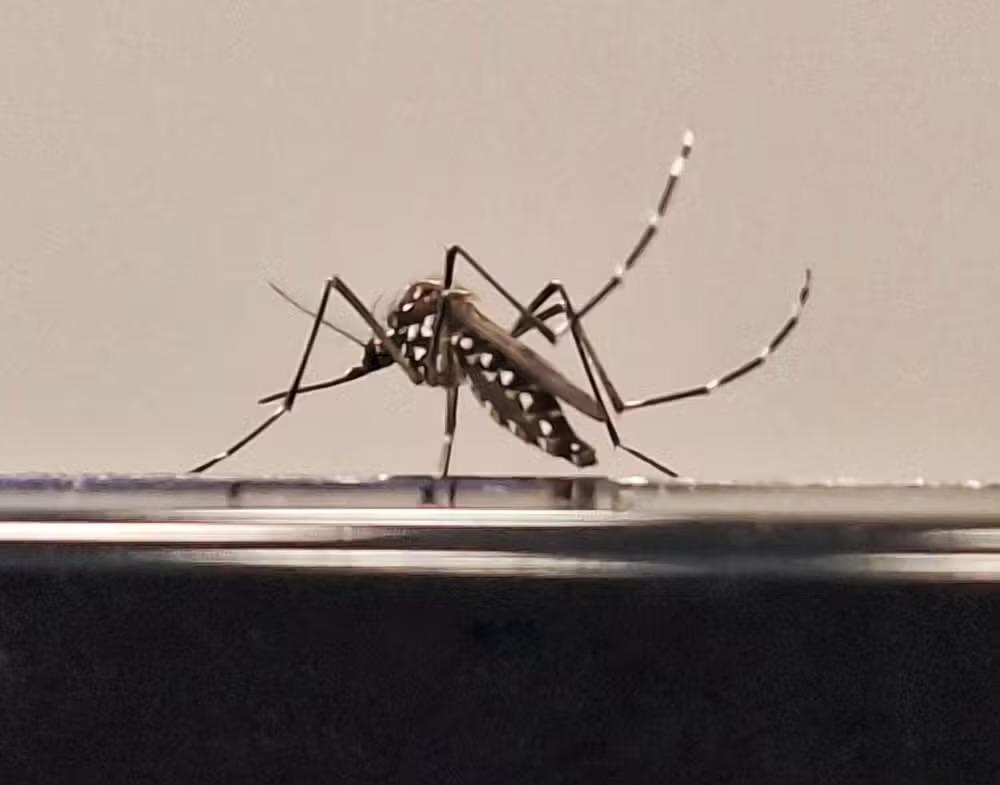 São José fecha 2025 com queda de 94% no número de casos e mortes por dengue