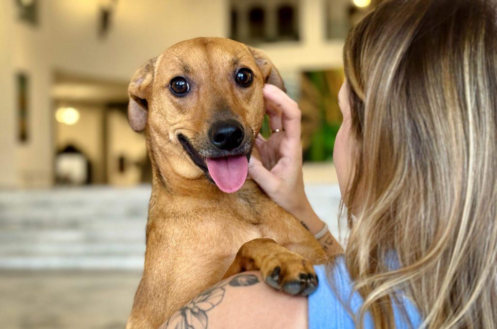 Estado de São Paulo sanciona lei que autoriza sepultamento de cães e gatos em jazigos familiares