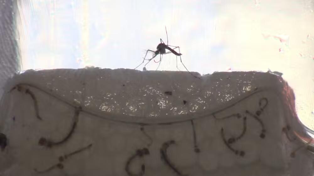 Jacareí registra primeira morte por dengue em 2026 no Vale do Paraíba e região
