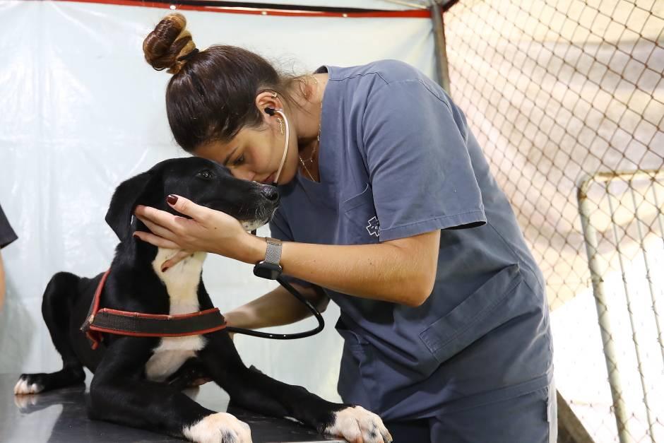 São José dos Campos abre 400 vagas gratuitas para castração e microchipagem de pets