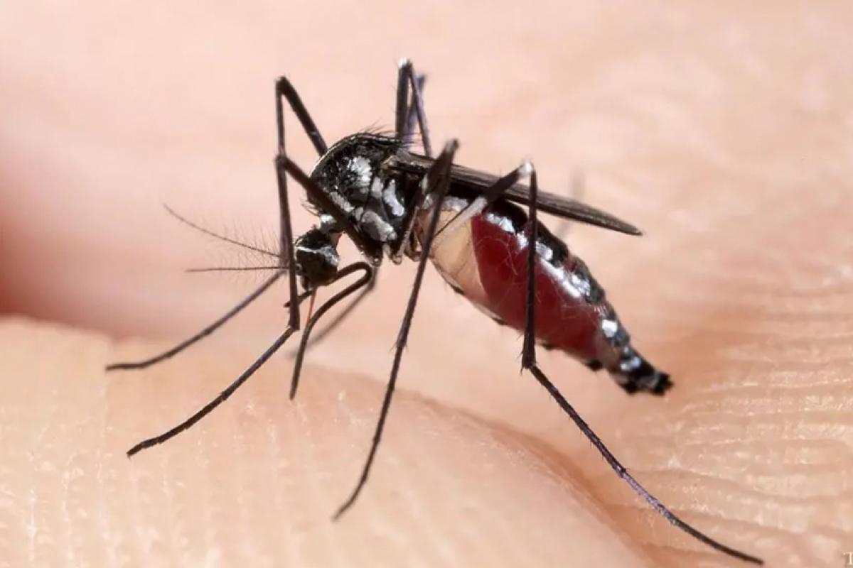 Veja 10 dicas de como se proteger de mosquitos e pernilongos