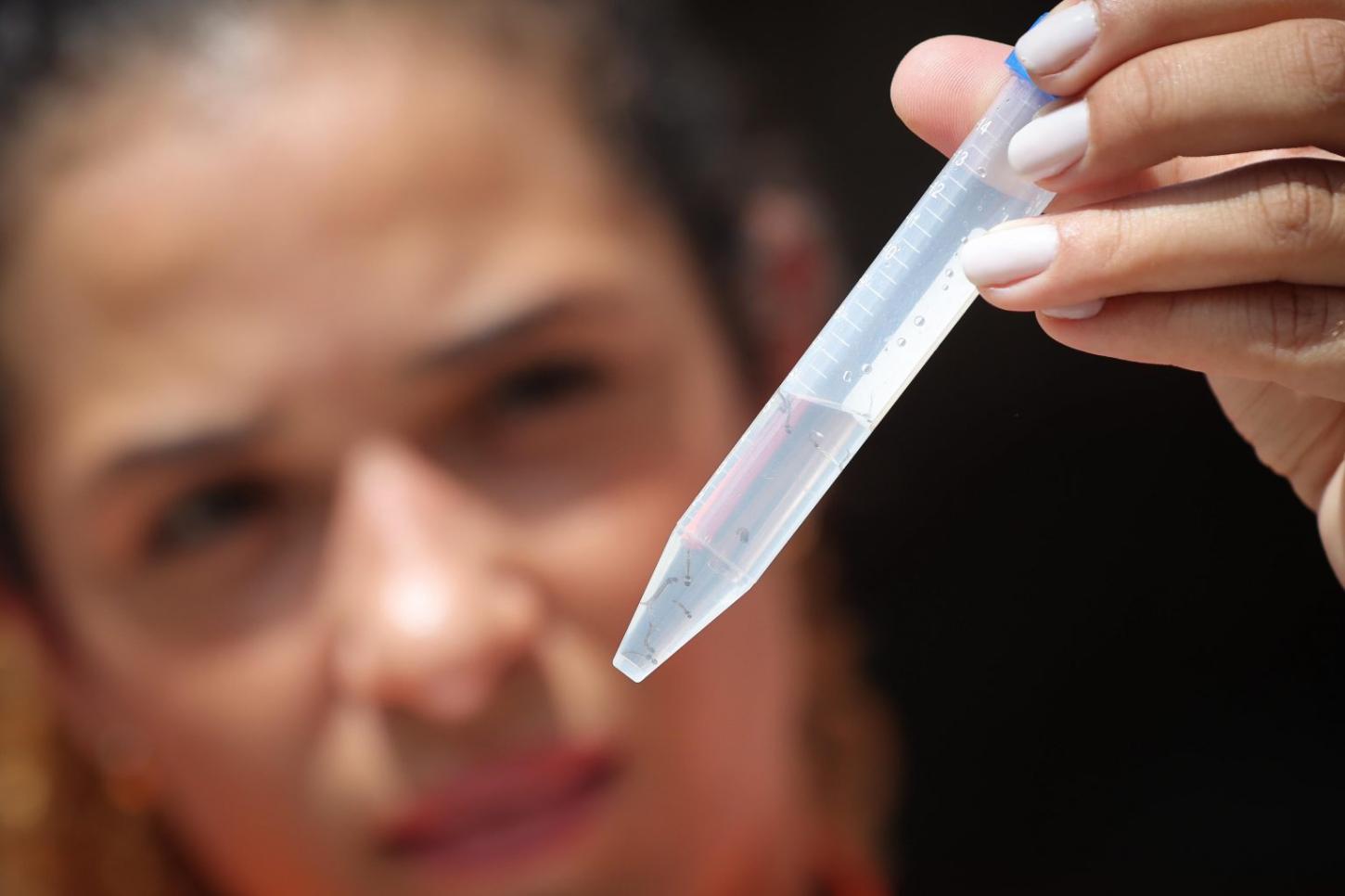 Altas temperaturas favorecem mosquito da dengue; veja como prevenir