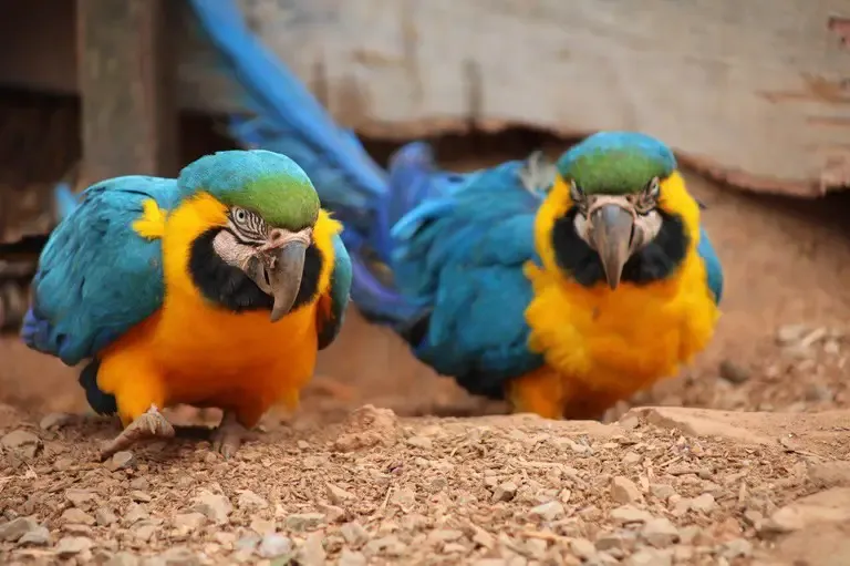 Projeto da Univap permite apadrinhar animais silvestres e ajudar na recuperação de espécies