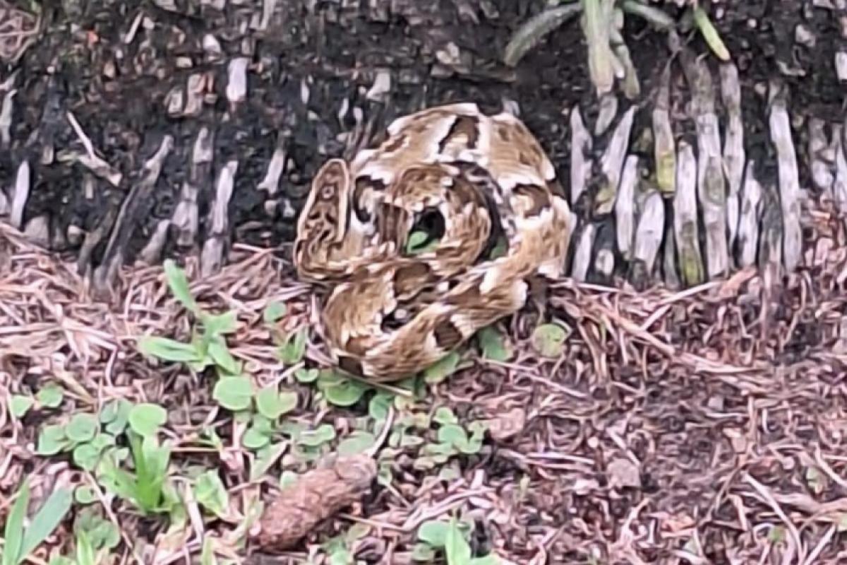 Vistas no Parque da Cidade em São José,  jararacas são cobras venenosas