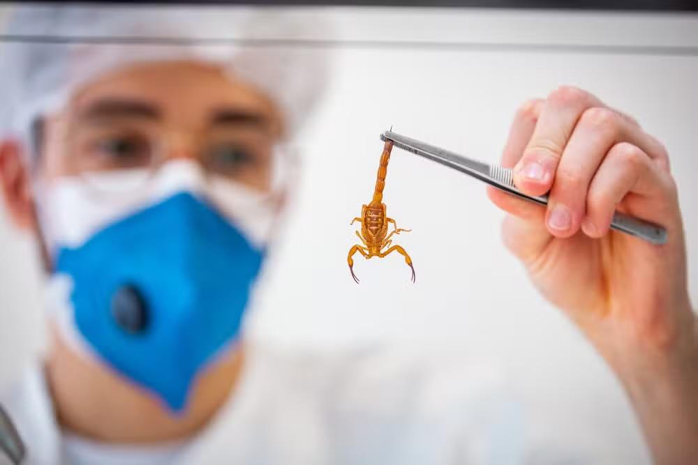 Acidentes com animais peçonhentos passam de 500 casos no Vale do Paraíba e Litoral Norte em 2026