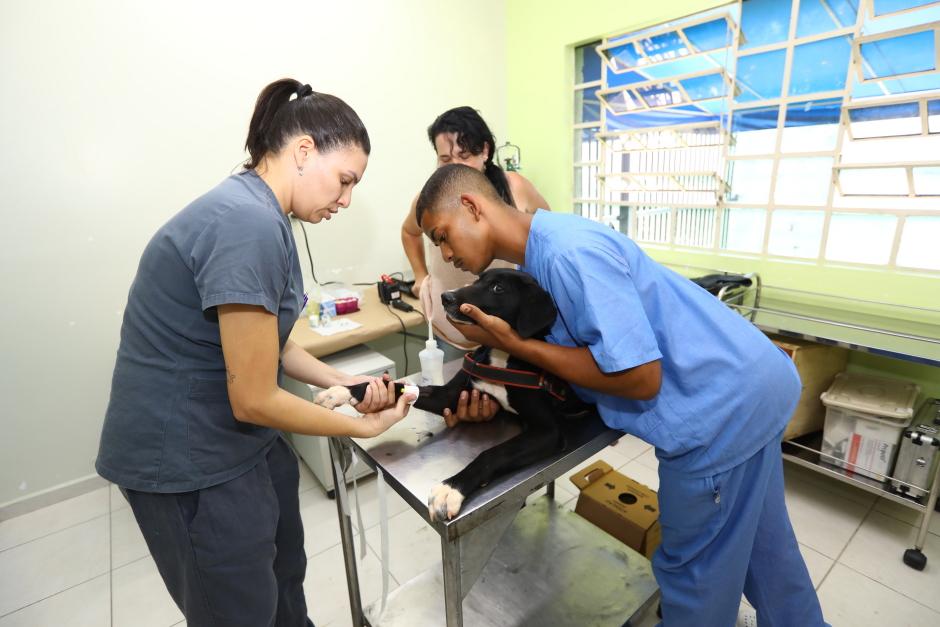 Prefeitura de SJCampos abre inscrições para castração gratuita de animais