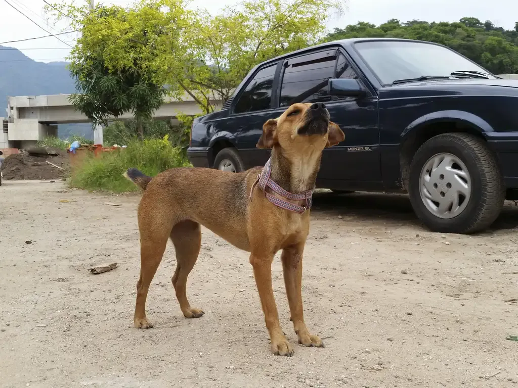 Governo de SP endurece punições para maus-tratos a animais e multas podem chegar a R$ 50 mil