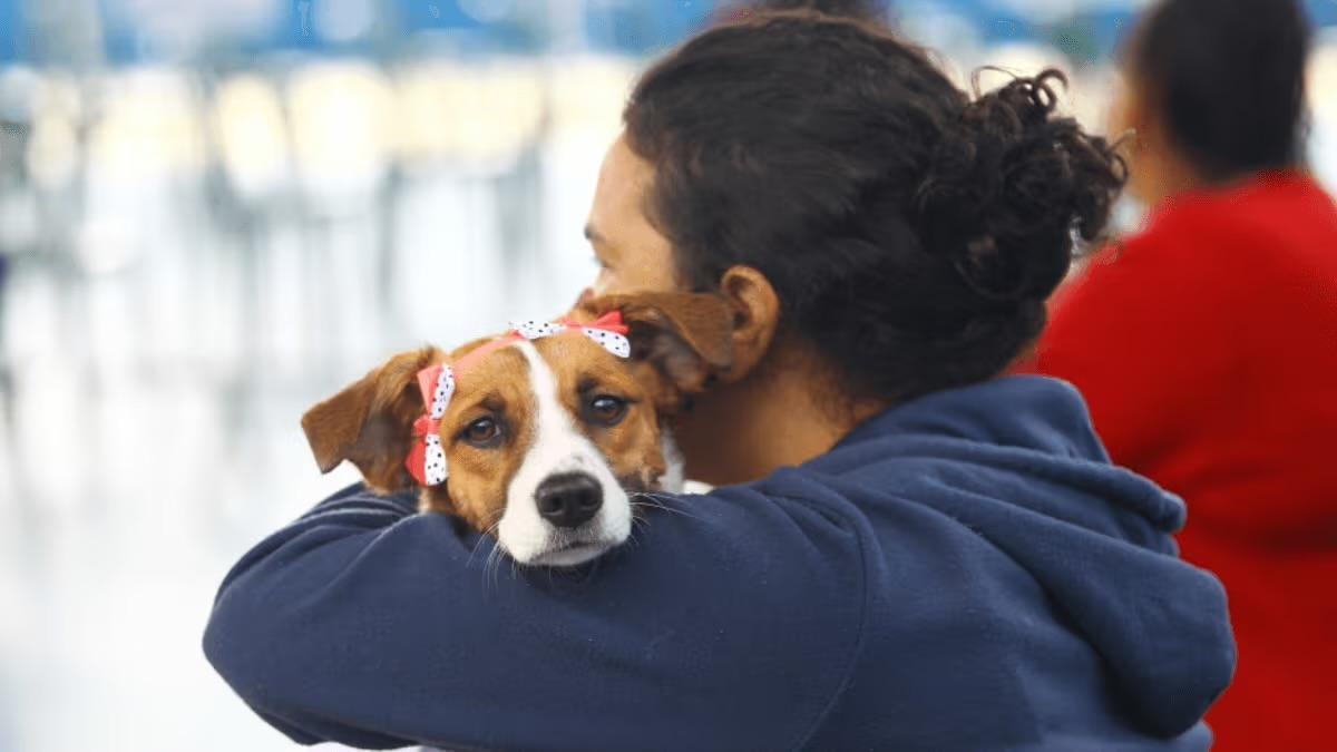 Prefeitura de São José abre inscrições para castração de cães e gatos