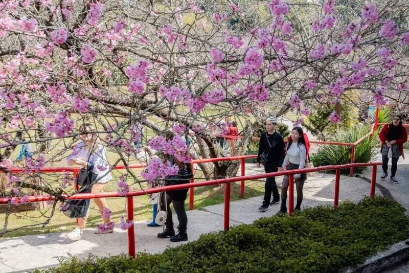Campos do Jordão se prepara para a 55ª Festa da Cerejeira em Flor