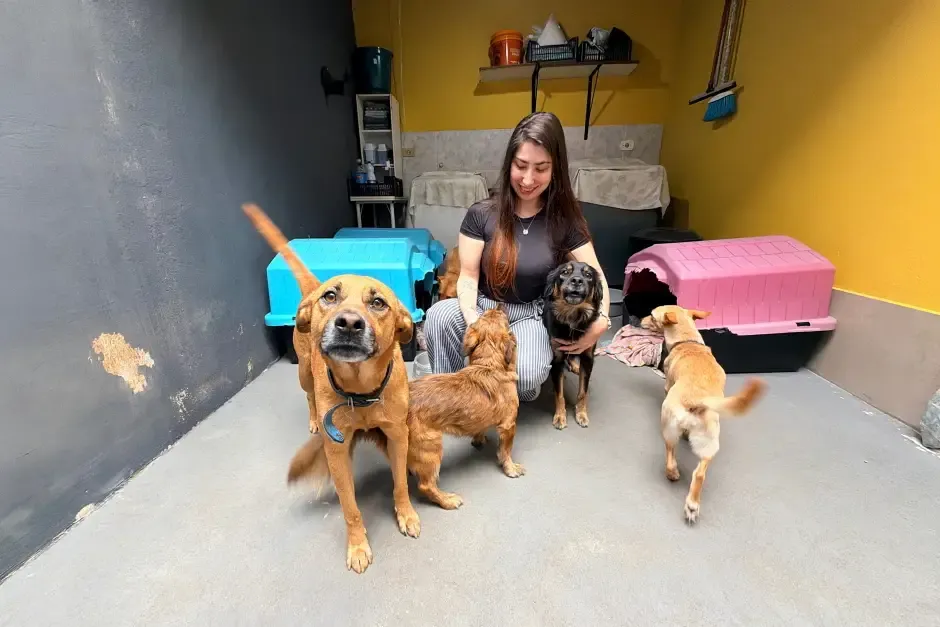 São José abre mil vagas para castração gratuita de cães e gatos; inscrições começam nesta terça-feira (9)