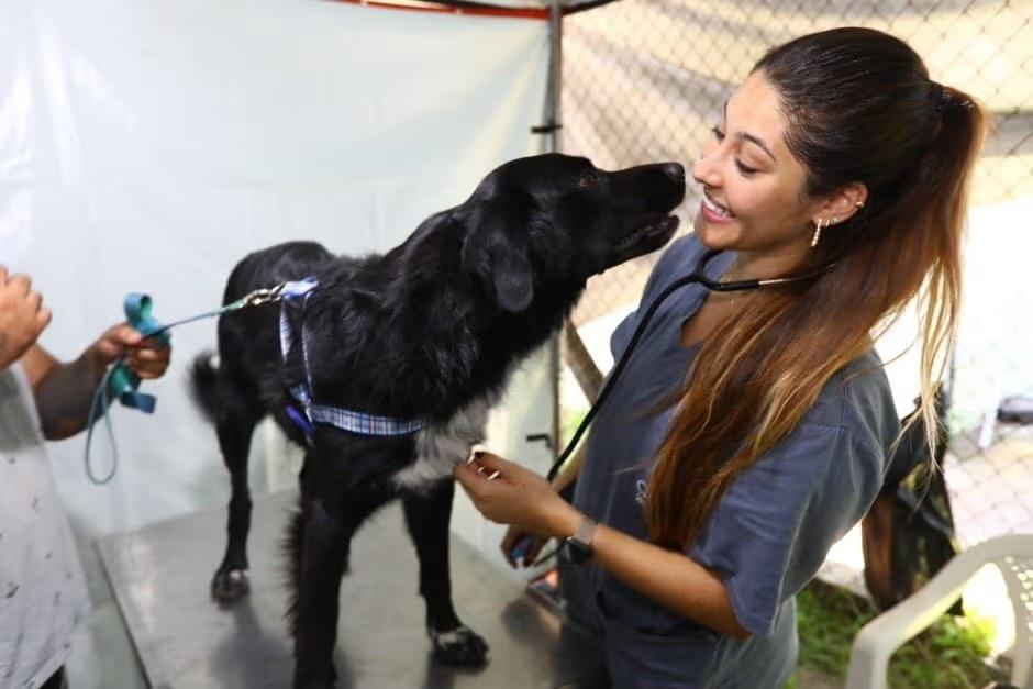 Inscrições para castração de pets começa nesta terça-feira (7) em SJCampos