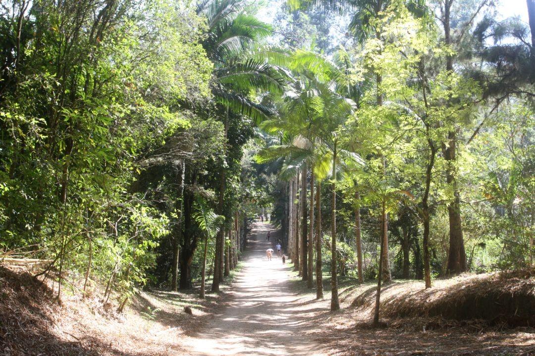 Viver o Viveiro tem programação com oficinas para crianças, trilhas e doação de mudas neste domingo (19), em Jacareí