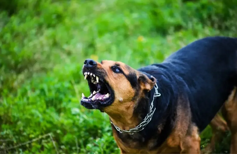 Câmara de São José aprova multa de até oito salários mínimos em casos envolvendo cães agressivos