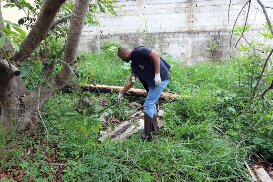 Escorpiões: veja onde haverá buscas e como evitar acidentes em Jacareí
