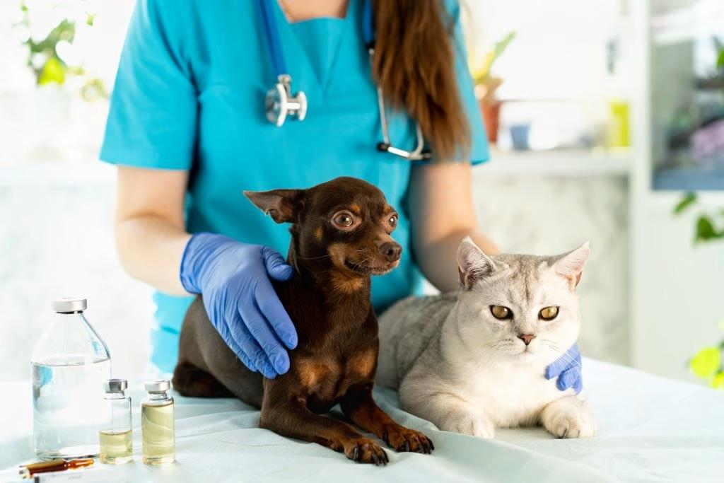 Jacareí: vacinação antirrábica para cães e gatos será realizada nesta terça-feira (29)