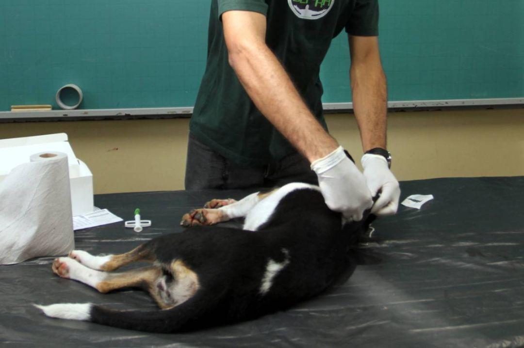 Parceria: Jacareí passa a oferecer microchipagem para cães e gatos