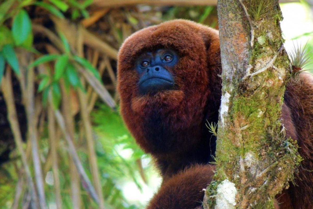 Primatas ameaçados de extinção serão reintroduzidos na Serra da Mantiqueira